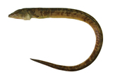 中文種名:大口短體蛇鰻