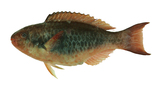 中文種名:福氏鸚哥魚