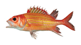 中文種名:黃帶金鱗魚
