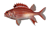 中文種名:銀帶棘鱗魚