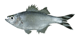 中文種名:銀湯鯉
