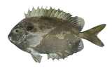 中文種名:斑籃子魚