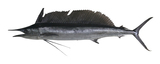 中文種名:黑皮旗魚