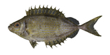 中文種名:銀籃子魚