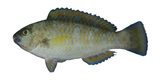 中文種名:藍點鸚哥魚