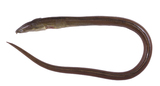 中文種名:食蟹荳齒蛇鰻