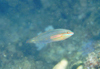 中文種名:雙斑海豬魚