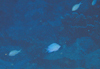 中文種名:青玉雀鯛