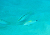 中文種名:背斑盔魚