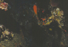 中文種名:條紋擬花鱸