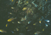 中文種名:褐斑長鰭天竺鯛