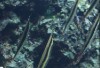 中文種名:條紋鰕魚