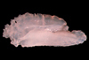 中文種名:斑石鯛