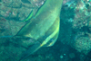 中文種名:圓眼燕魚