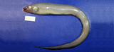 中文種名:深海尾糯鰻