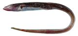 中文種名:短吻大頭糯鰻