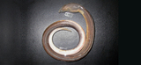中文種名:波路荳齒蛇鰻
