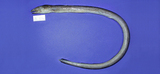 中文種名:食蟹荳齒蛇鰻