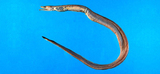 中文種名:黑尾前肛鰻