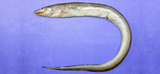 中文種名:瓦氏深海糯鰻