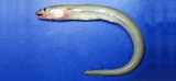 中文種名:異頜頜吻糯鰻