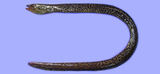 中文種名:豹紋裸胸鯙