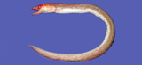 中文種名:亨氏短體蛇鰻