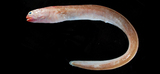 中文種名:短吻擬深海蠕鰻