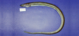 中文種名:小尾鰭蠕鰻