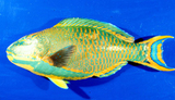 中文種名:青鸚哥魚