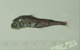中文種名:櫛棘燈籠魚