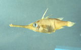 中文種名:尤氏擬管吻魨