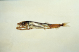 中文種名:錘頜魚