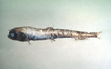 中文種名:太平洋深海鮭(細體海珍魚)