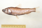 中文種名:多孔新燈籠魚