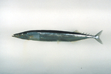 中文種名:秋刀魚