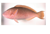 中文種名:長吻鸚哥魚