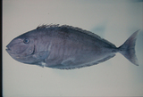 中文種名:班鼻魚