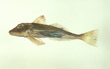 中文種名:大頭黑角魚