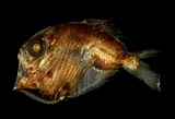 中文種名:低褶胸魚