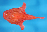 中文種名:雲紋單棘躄魚