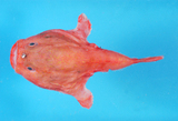 中文種名:雲紋單棘躄魚