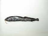 中文種名:真芒巨口魚