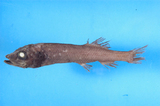 中文種名:伯氏巴傑加州黑頭魚