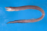 中文種名:瓦氏深海康吉鰻