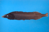 中文種名:長鰭黑頭魚