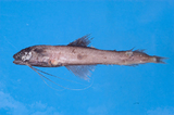 中文種名:日本犀鱈