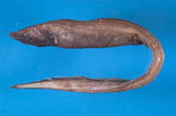 中文種名:旗鰓鰻