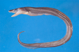 中文種名:小斑深海康吉鰻