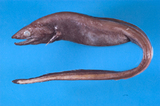 中文種名:合鰓鰻